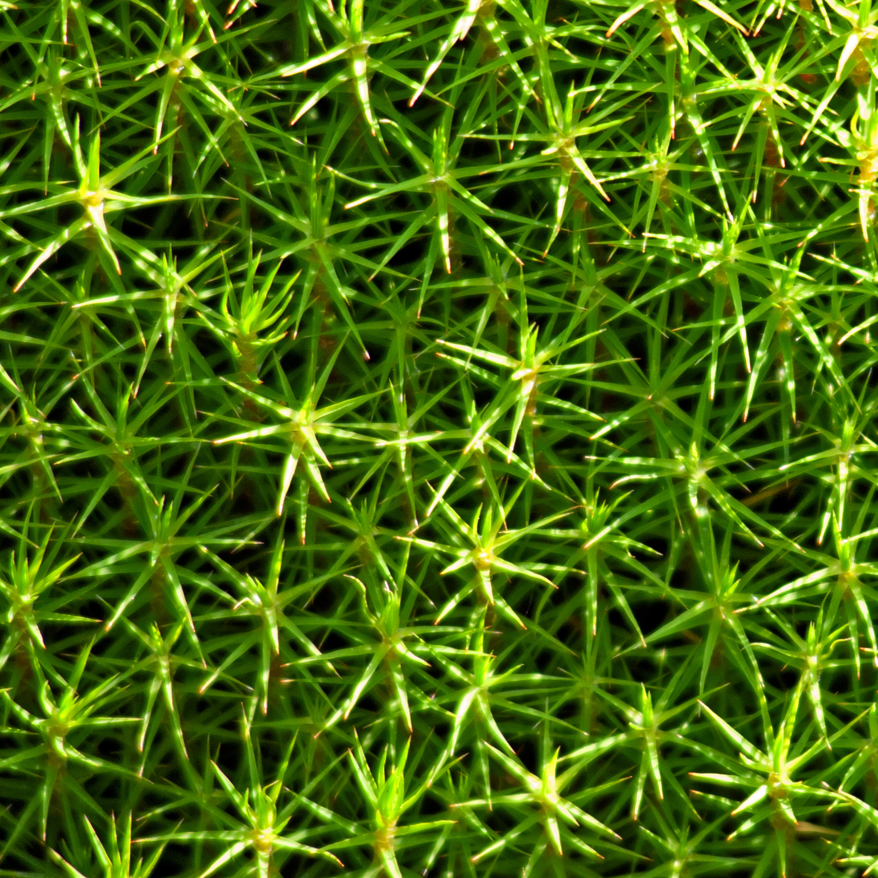 Björnmossa, Polytrichum commune, common haircap moss also known as great golden maidenhair