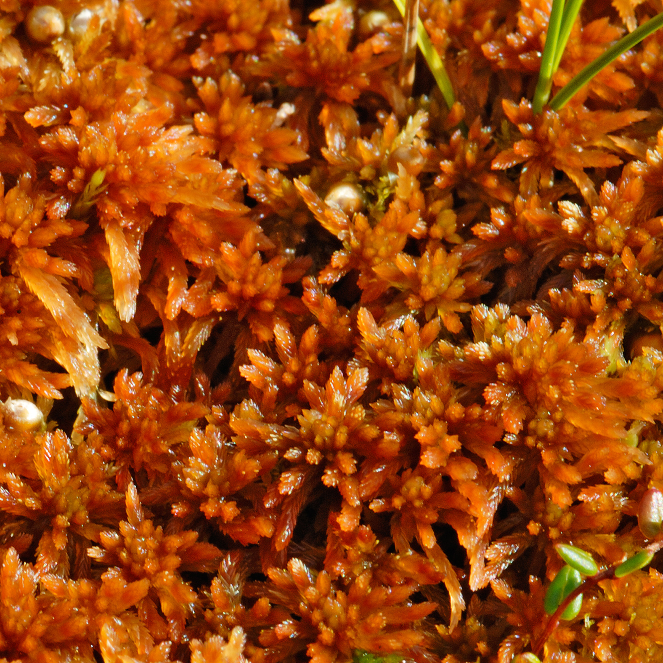 Rostvitmossa, Sphagnum fuscum, rusty bogmoss