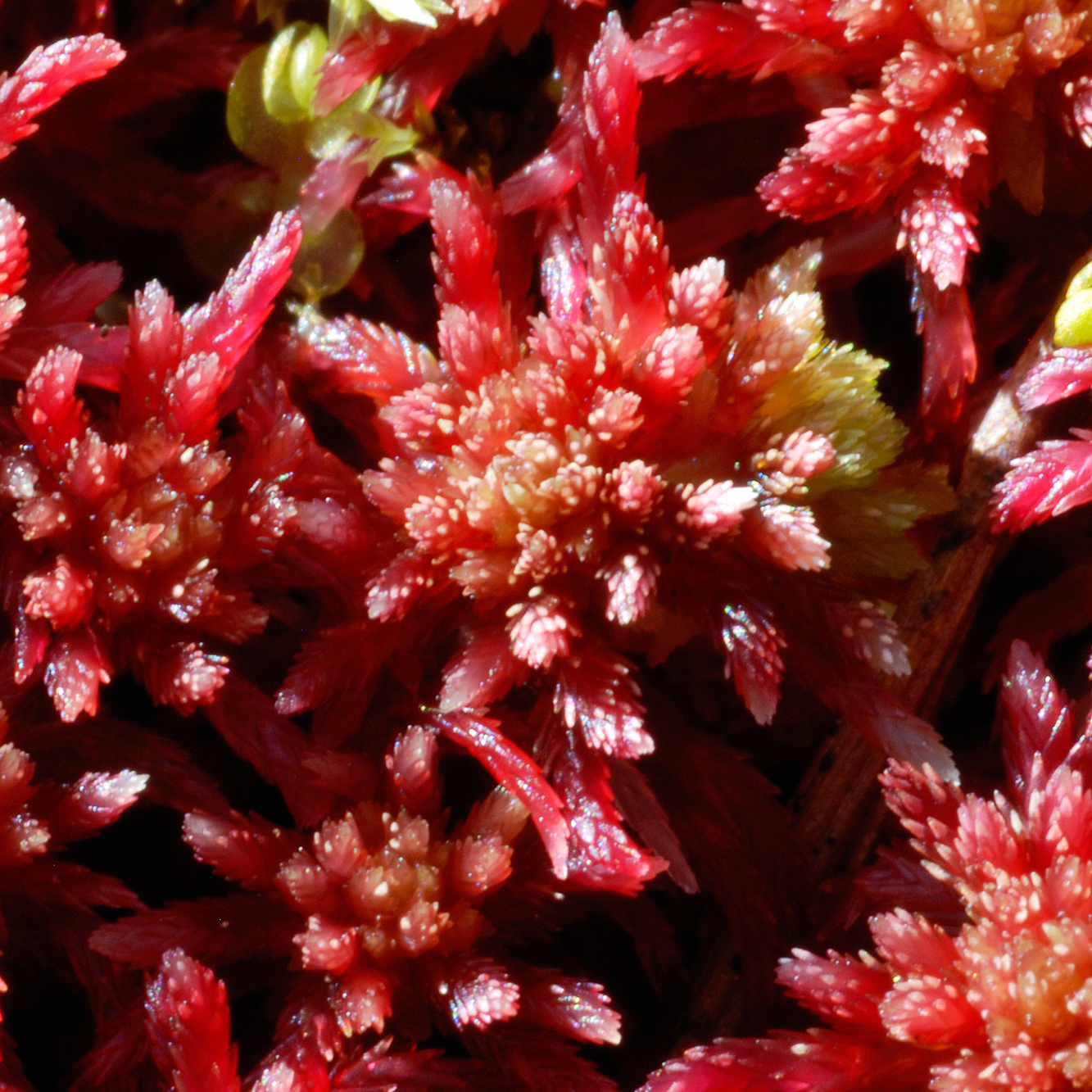 Purpurvitmossa, Sphagnum warnstorfii, Warnstorf’s Bog-moss