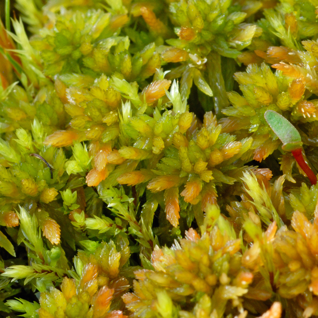 Tallvitmossa, Sphagnum capillifolium, red bogmoss